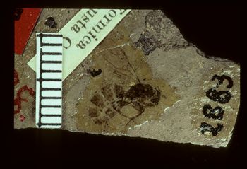 Media type: image;   Entomology PALE-2883 Aspect: full